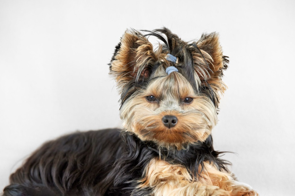Cepillado de perro de pelo corto.