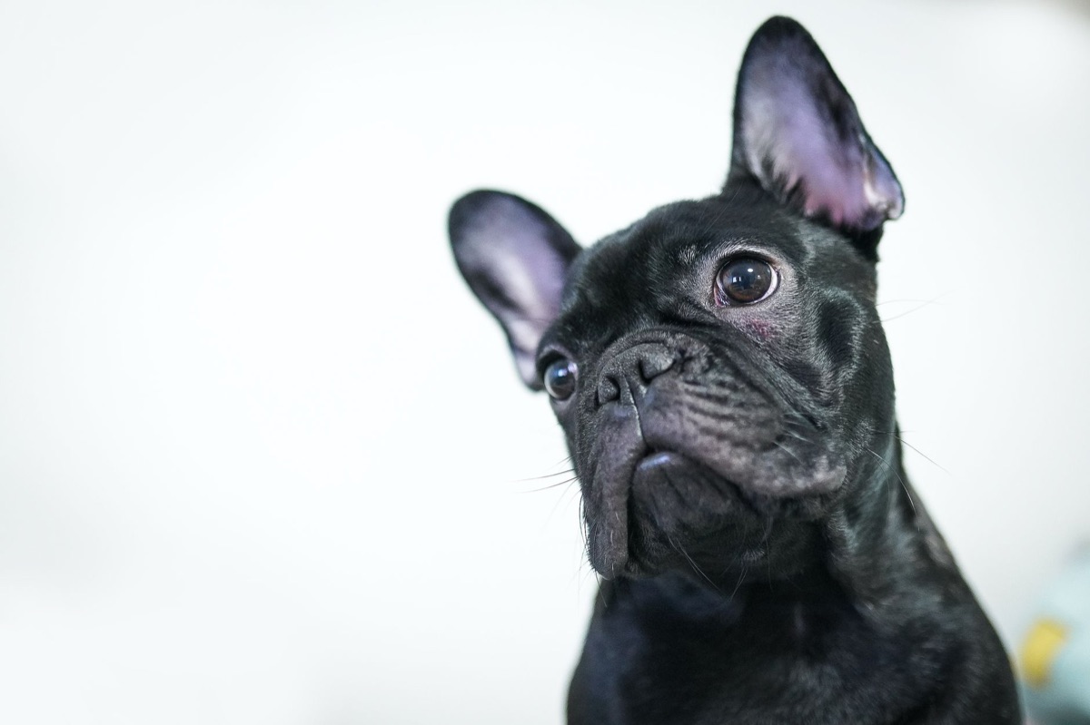 Nettoyage du pelage court d'un chien avec une brosse spécifique.
