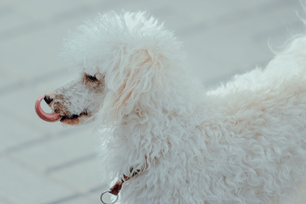 Poodle con pelo lungo e curato dopo la toelettatura.
