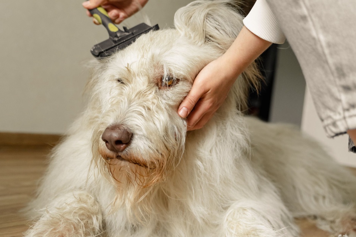 Spazzola per cani a pelo corto su sfondo neutro.