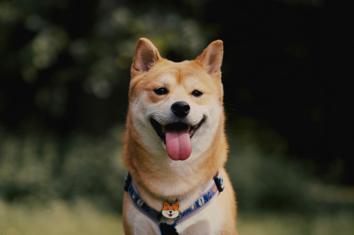 柴犬の毛づくろいをする様子