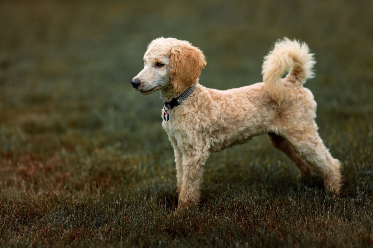 Cão poodle sendo escovado para manutenção do pelo.