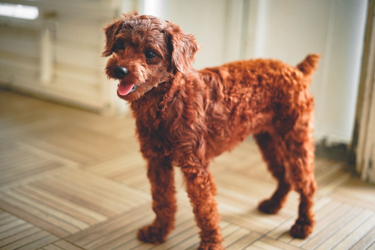 正在進行美容修剪的貴賓犬