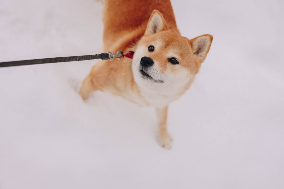 使用脫毛梳為柴犬梳理毛髮
