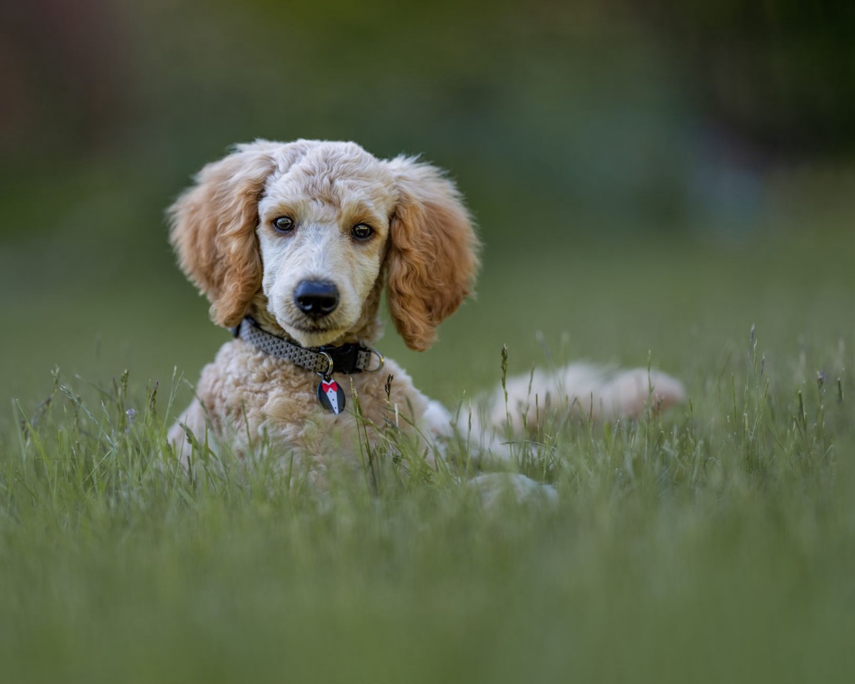 Kleine Hundesteherkennung