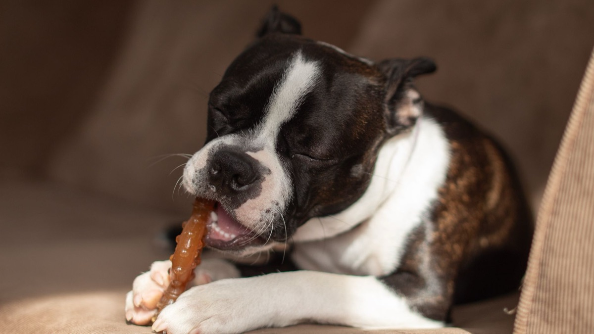 Großer Hundebein für Training