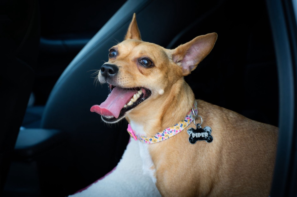 Close up of a tiny dog tag on a collar