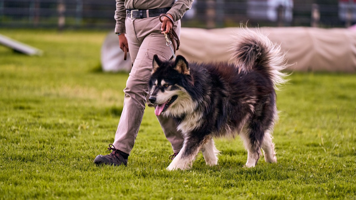 Leash training session with a large dog