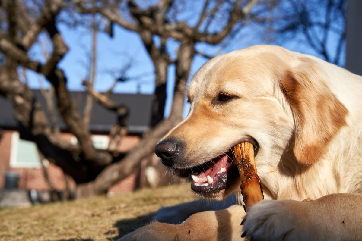 Juguete para perro grande