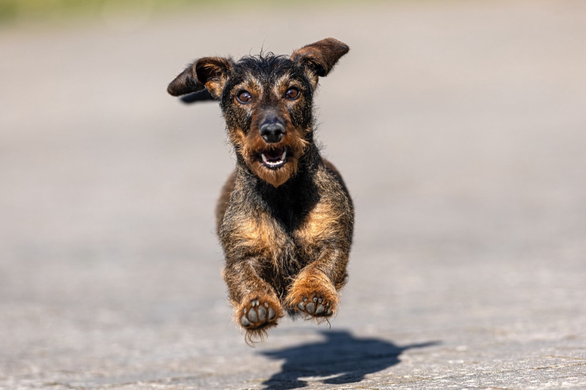 Chien petit ou grand : adapter l'exercice à son rythme de vie