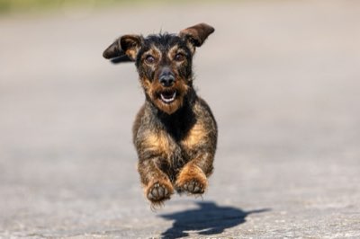 Chien petit ou grand : adapter l'exercice à son rythme de vie