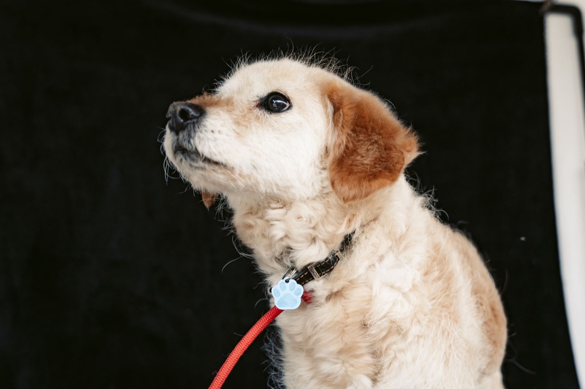 Collier pour petit chien