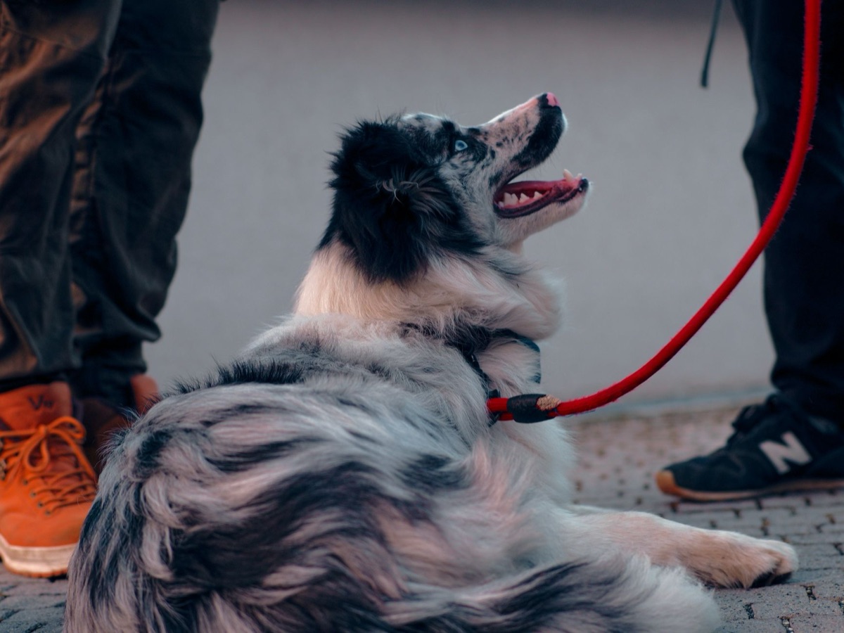Laisse pour grand chien