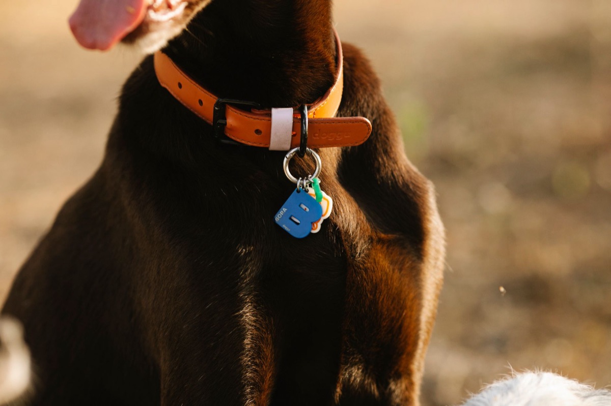 Collaro per cane piccolo