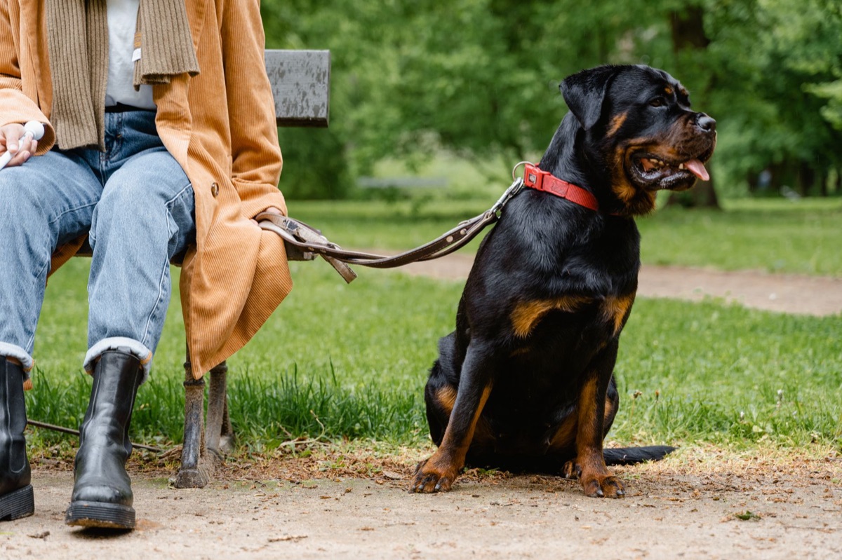 Guinzaglio per cane grande