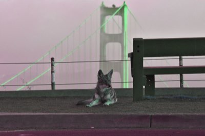 サイズ別アプローチ：犬の活動量と負荷の最適化ガイド完全ガイド