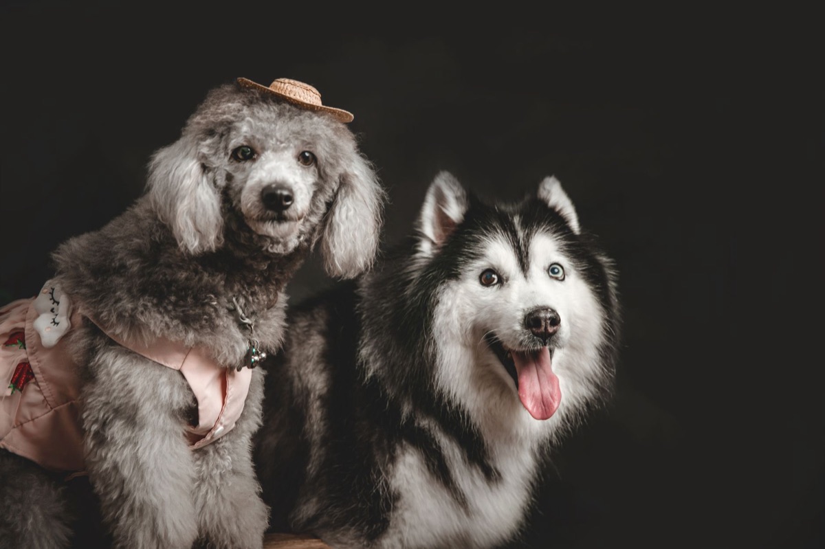 Treinamento Canino: Como o Tamanho Afeta a Rotina de 55+