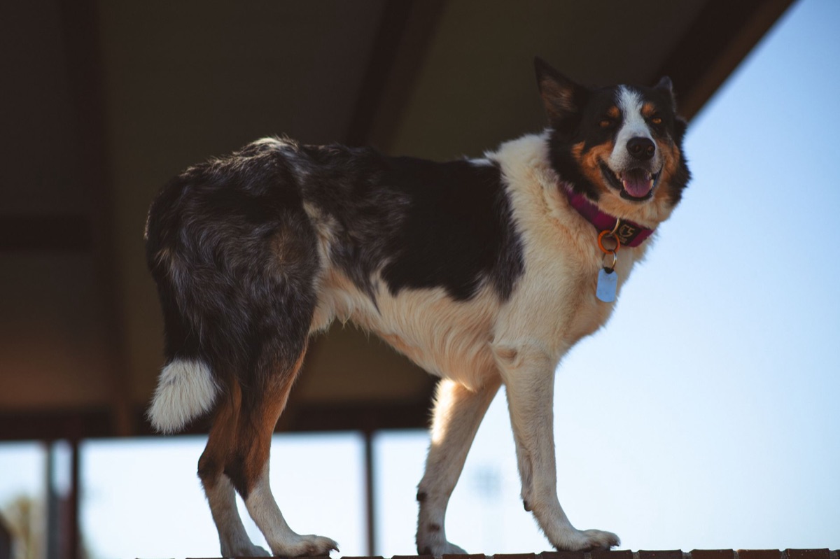 Coleira de cachorro grande