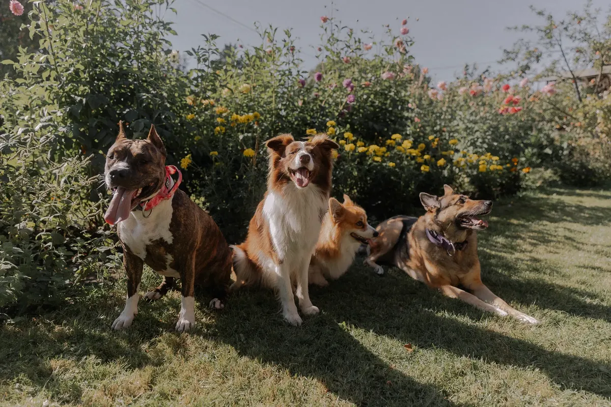 Four diverse dog breeds sitting in a colorful garden under the sunny sky.