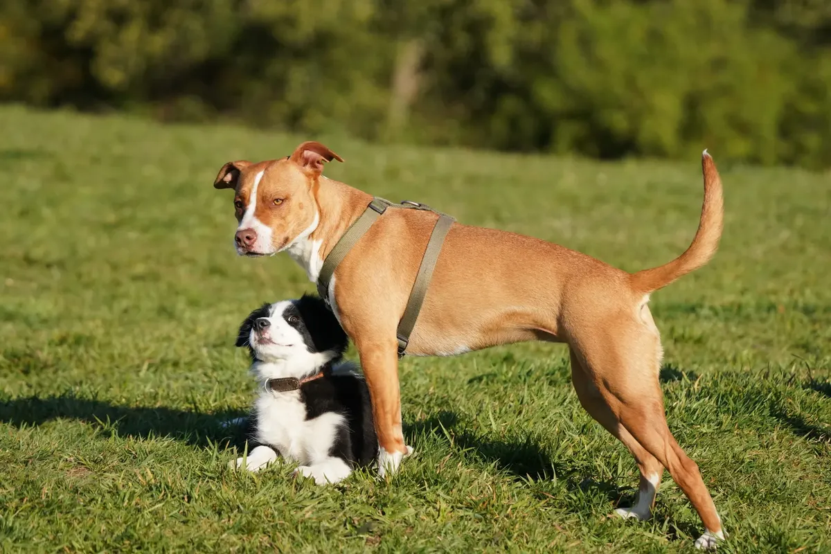 A playful scene of a standing and lying dog enjoying a sunny day in the park.