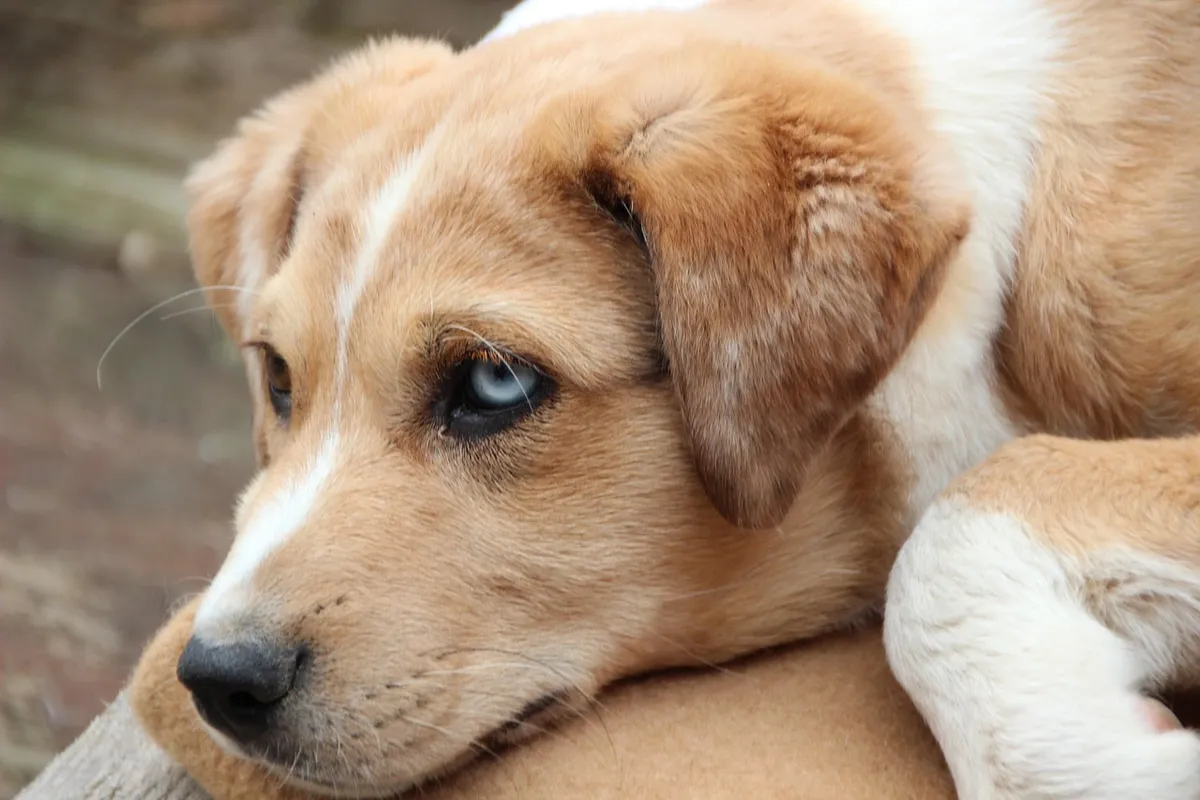animal, pet, dog, domestic animal, mammal, hybrid, nature, animal welfare, puppy