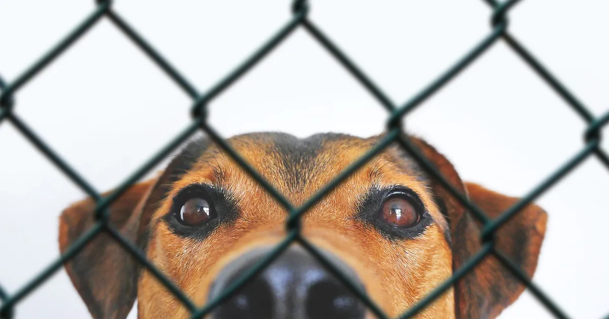 dog, animal, domestic animal, view, dog look, nature, grid, fence, animal welfare, pet, eyes, dog eyes