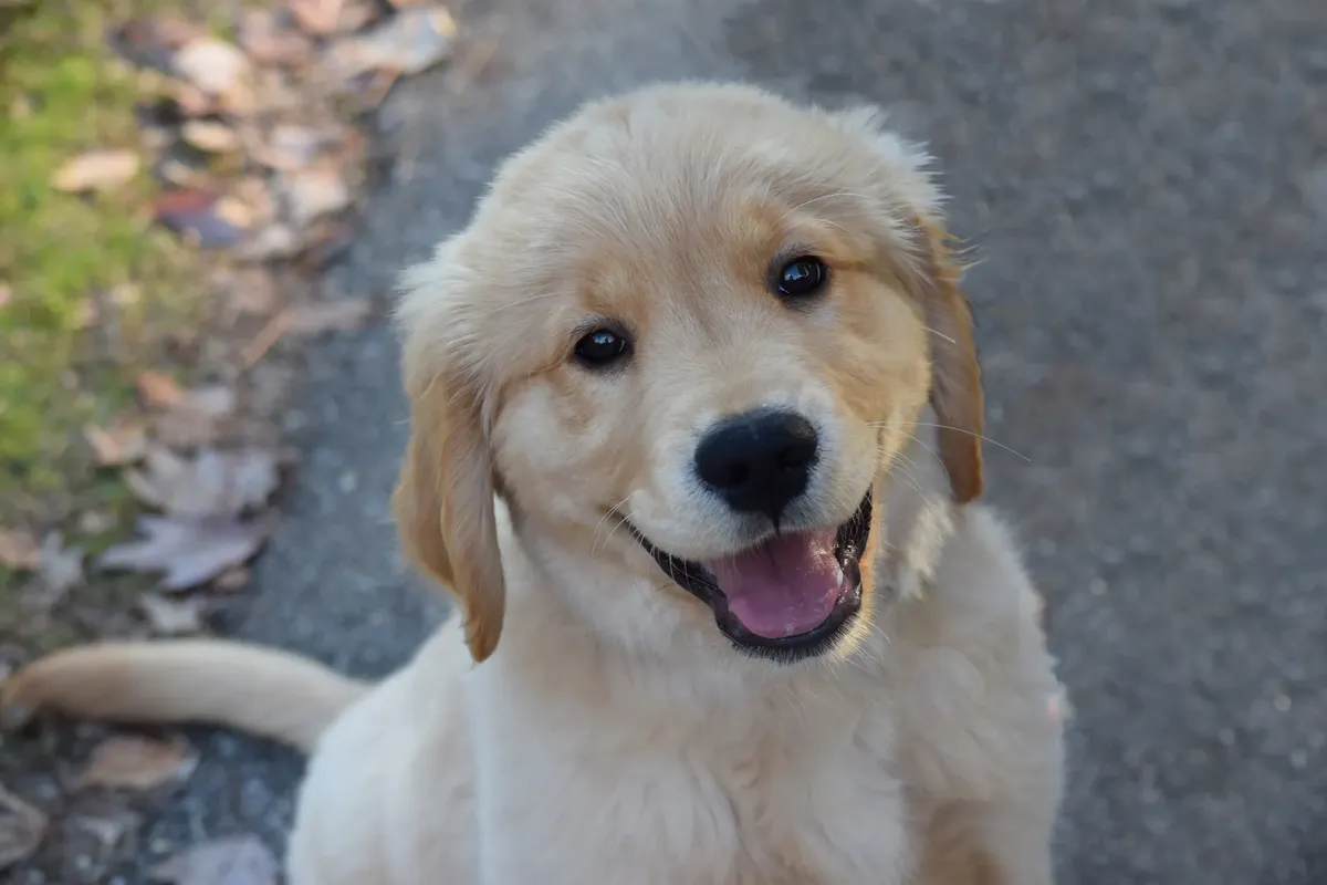 Smiling Golden Retriever puppy sitting on a path surrounded by autumn leaves.