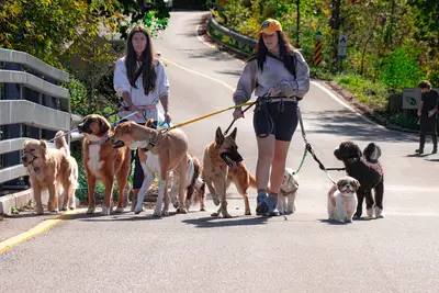 Promenade par race de chien : guide pour gérer l'excitation