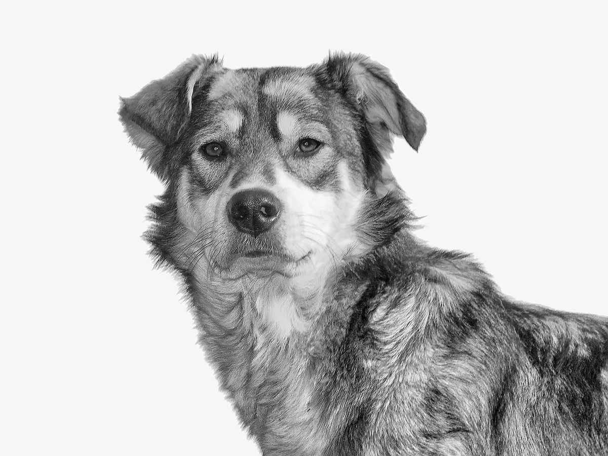 犬、動物、哺乳類、自然、犬種、品種、モノクロ、ペット、毛、