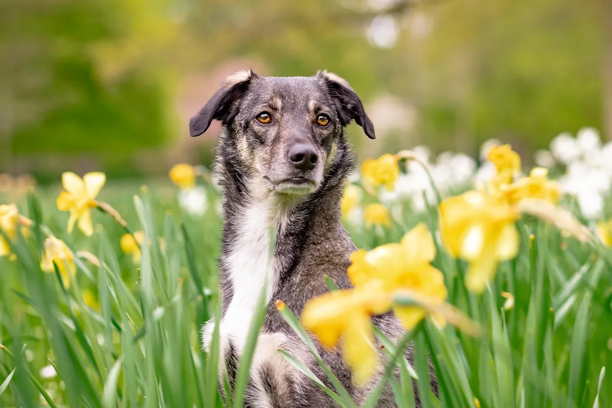 ハイブリッド、自然、花の背景、犬、ペット、美しい花、動物、混種犬、注目、春、花のウォールペイパー、花、ユキノオ、国内犬、