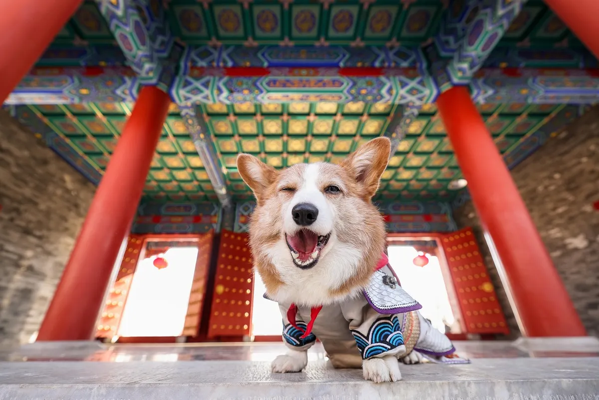 犬、コーギー、ペット、自然、動物、哺乳類、犬種、品種、うなぎ