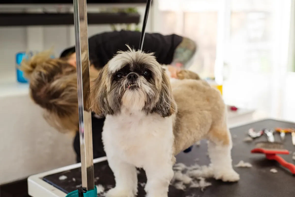 シヒッツーの犬がプロフェッショナルなグルーミングセッションを受けている。ハイトーンのカットとケアに焦点を当てている。