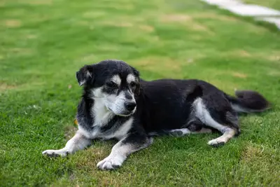 Senior dog seasonal care guide: How to manage seasonal lag