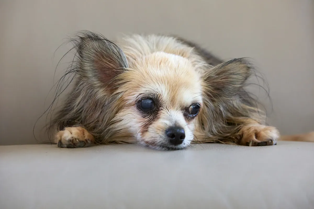 A long-haired senior chihuahua with blind eyes rests peacefully indoors, showcasing its calm demeanor.