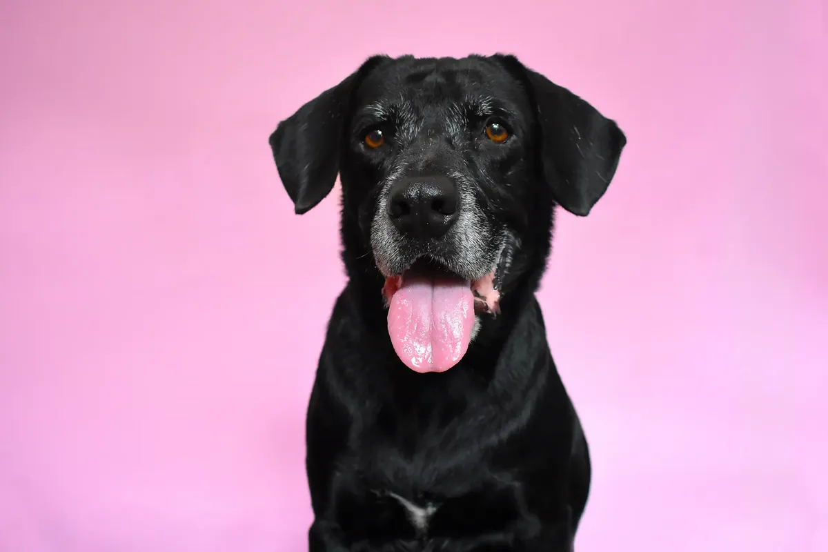 Cute black dog with tongue out on a pink background, perfect for pet lovers.
