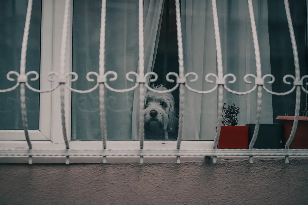 A dog gazes out through a window with decorative bars, capturing a cozy indoor scene.