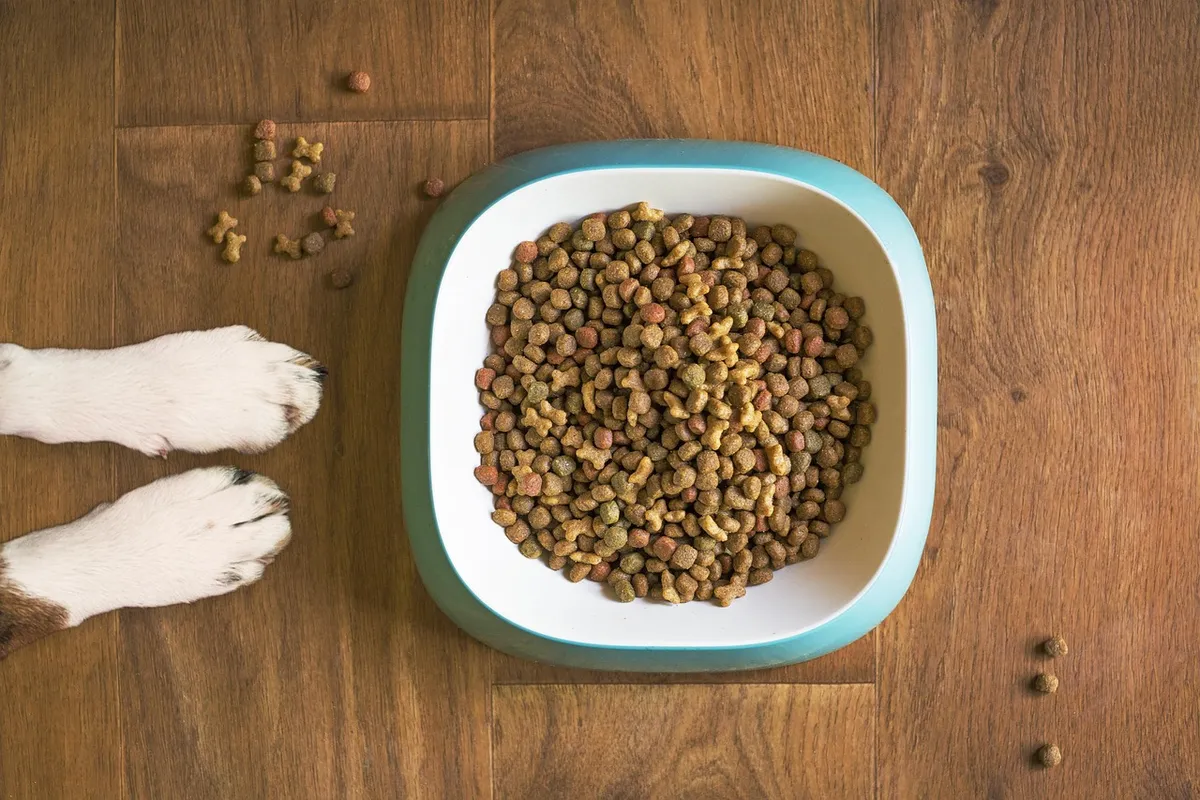 dog food, dog bowl, dog kibble, dry dog food, paws, dog paws, dog food bowl, grain free dog food, dog treat, animal, pet food, dog, pet, dog eating, dog feeding