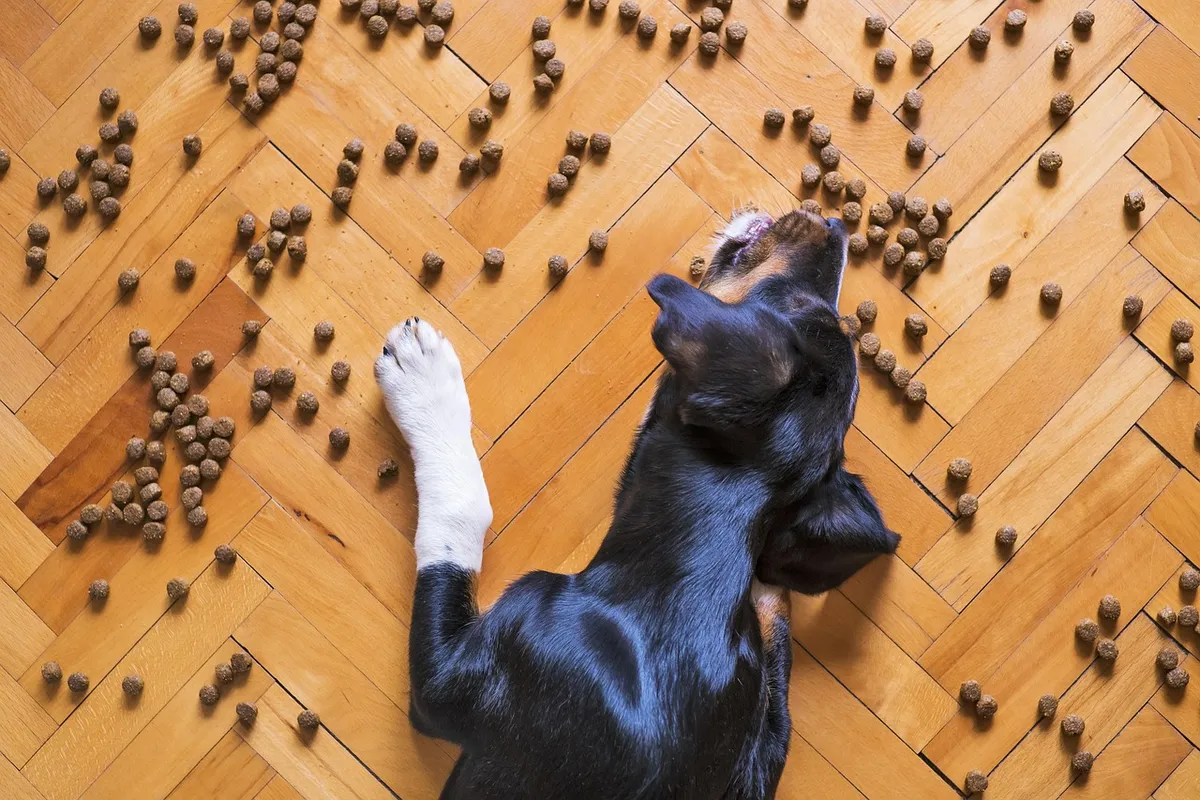 dog food, dog kibble, dry dog food, dog treat, pet food, dog, pet, dog eating, dog feeding, animal, orange pets, orange eating