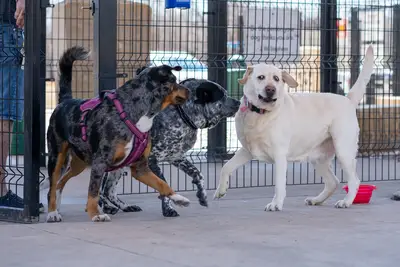 Période socialisation par race : conseils pour un chiot équilibré