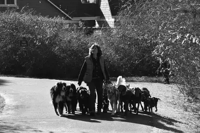 Passeio cães por raça: melhores cuidados com os 12 meses de idade