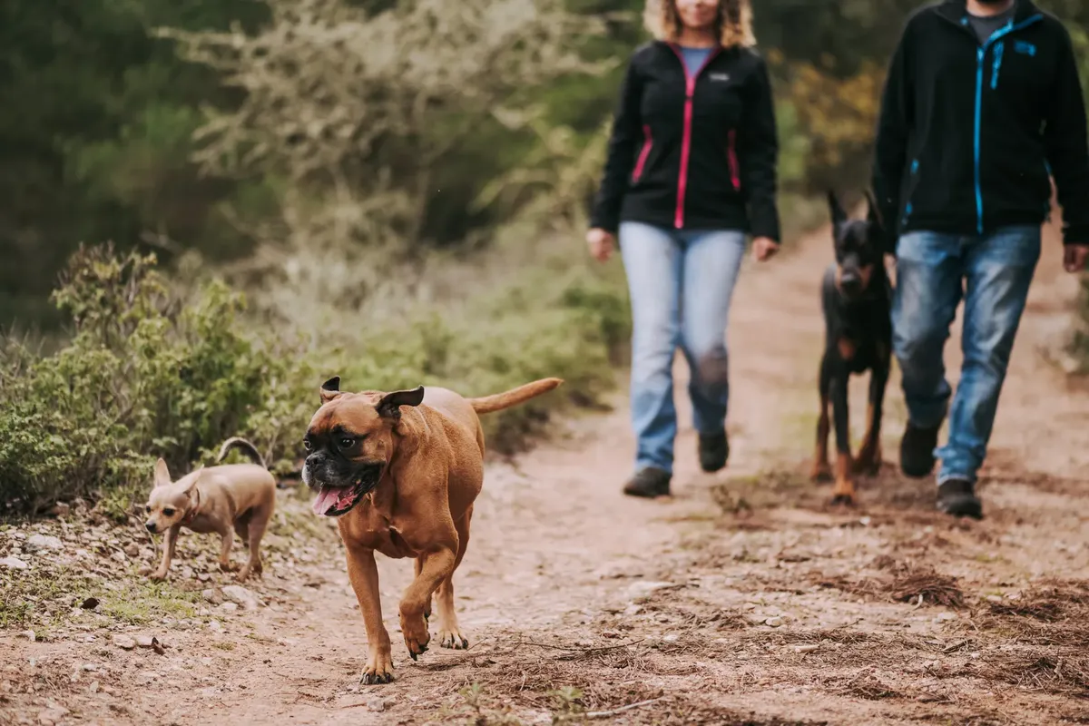 A couple walking three dogs on a tranquil forest path, enjoying nature.