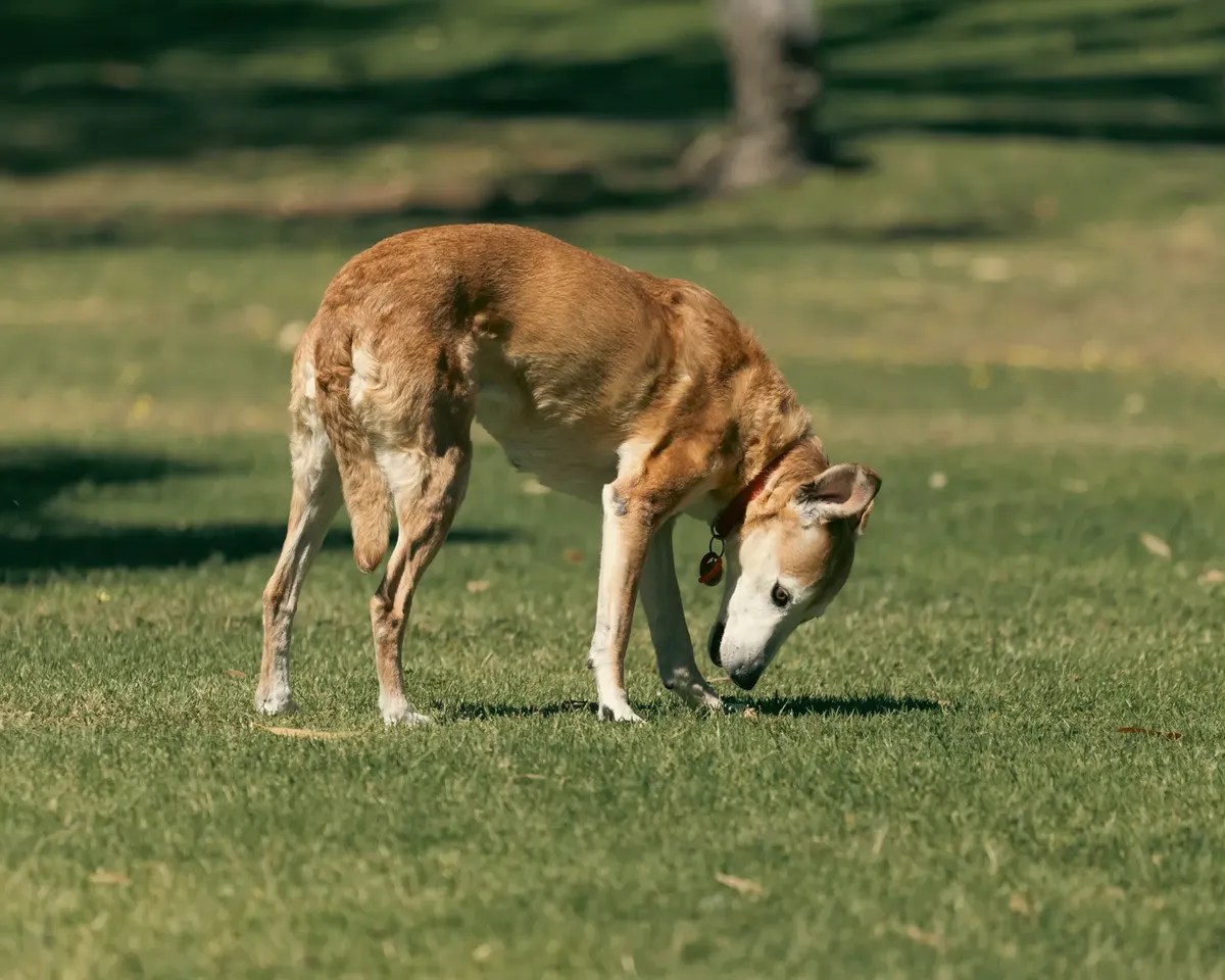A senior dog curiously sniffs the grass on a sunny day in Bibra Lake Park, Perth.
