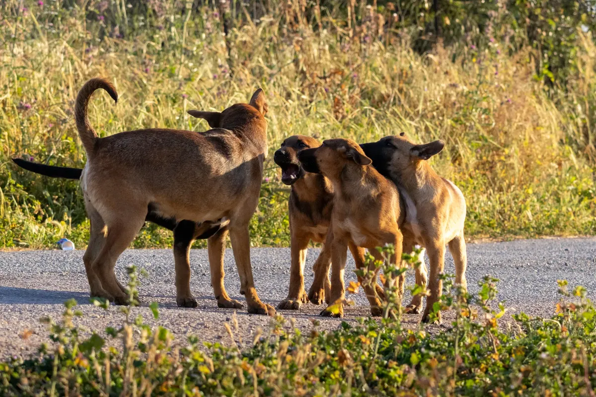 A group of stray dogs interacting on a sunny day in a natural setting, showcasing animal social behavior.