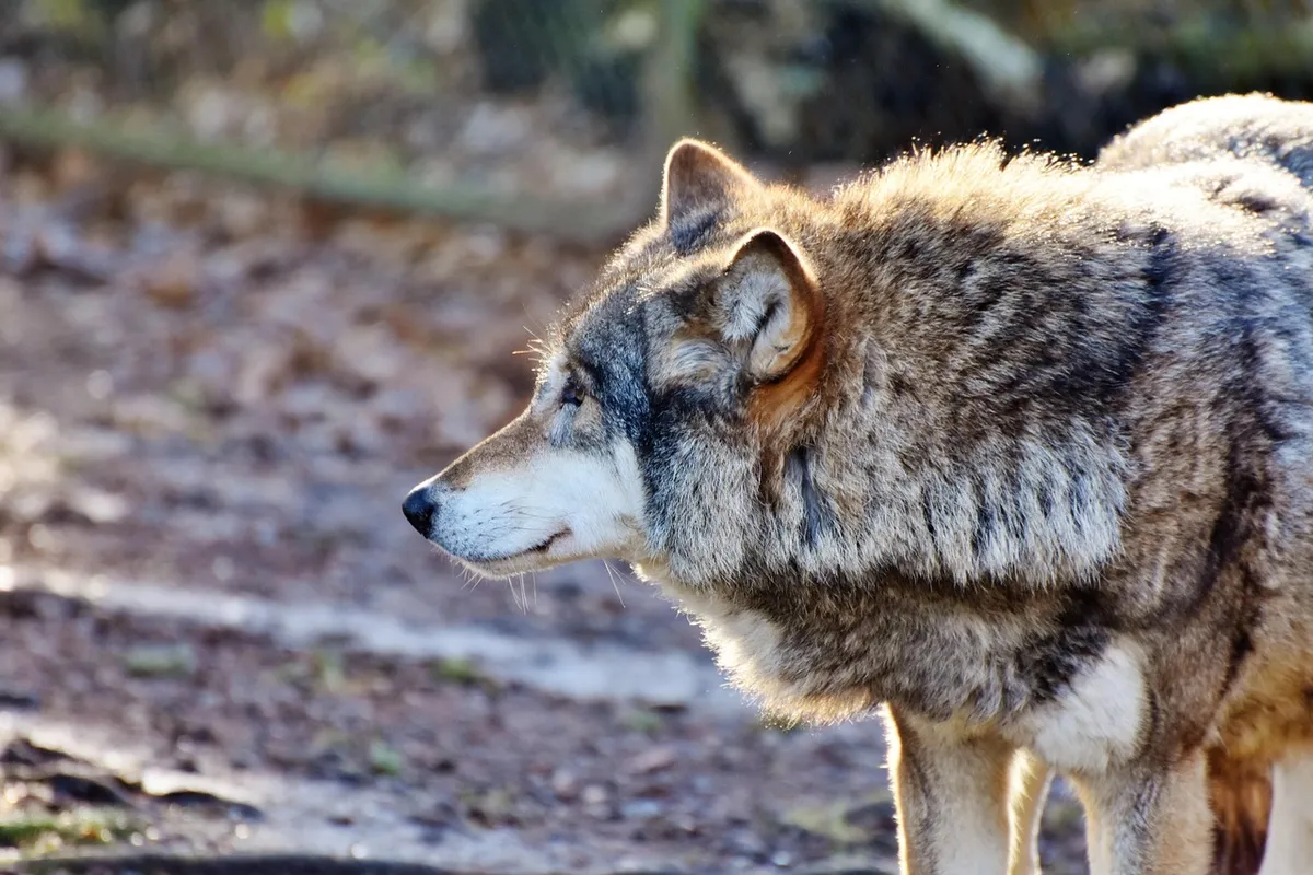 wolf, predator, european wolf, pack animal, carnivores, dangerous, attentive, deer park, pack behavior, wild animal, wildlife, wolf head, zoo, wildpark poing, w
