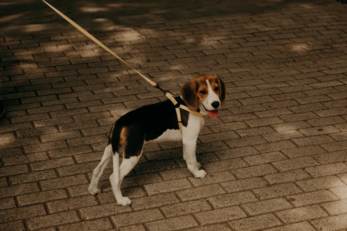 Cute beagle puppy standing on brick pavement outdoors on a sunny day.