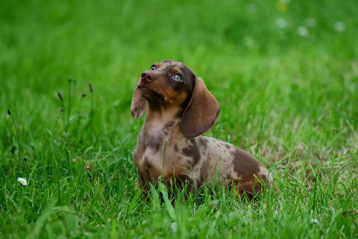 dachshund, puppy, grass, pet, canine, dog, nature, domestic animal, animal