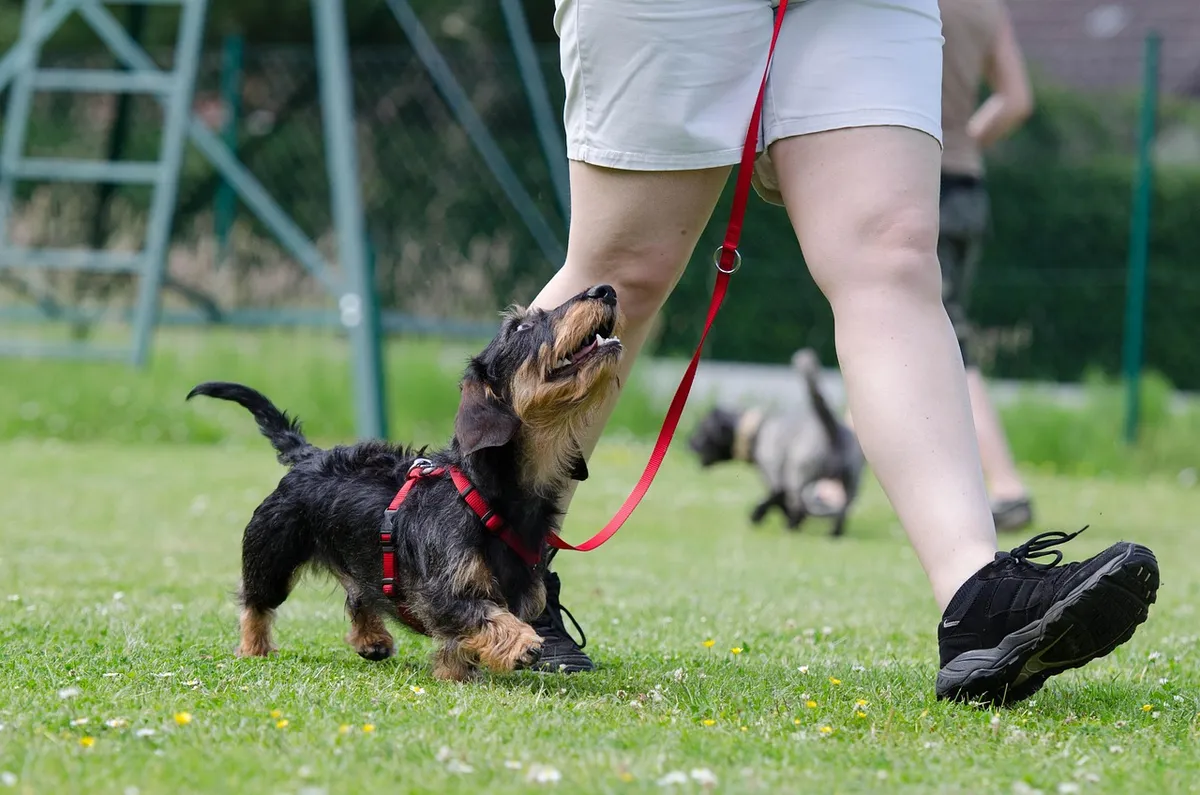 dachshund, dog school, dog training, obedience, training, wire-haired dachshund, dog training, dog training, dog training, dog training, dog training