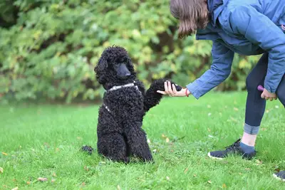 Altura por raza y tipo: guía mejores consejos para el canino