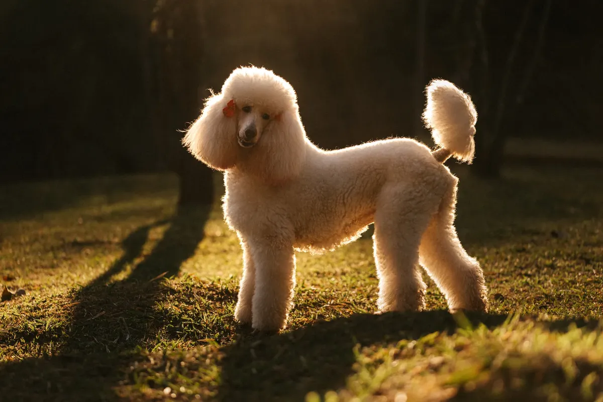 A graceful poodle dog stands in a sunlit park, showcasing elegance and charm.