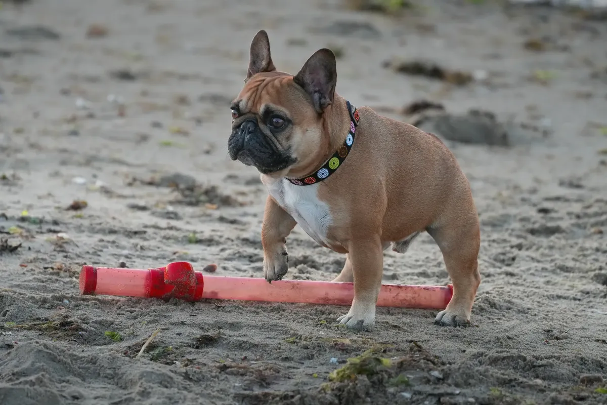 A cute French Bulldog playing with a red toy on a sandy beach, enjoying a fun day outdoors.